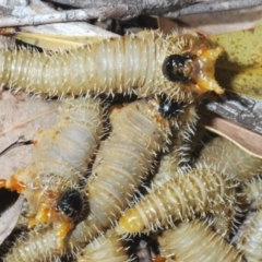 Perginae sp. (subfamily) at Cotter River, ACT - 21 Oct 2021