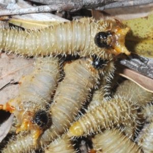 Perginae sp. (subfamily) at Cotter River, ACT - 21 Oct 2021