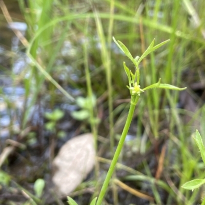 Ranunculus sessiliflorus var. sessiliflorus (Small-flowered Buttercup) at Callum Brae - 21 Oct 2021 by JaneR