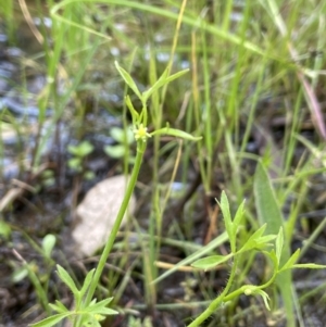 Ranunculus sessiliflorus var. sessiliflorus at Jerrabomberra, ACT - 21 Oct 2021