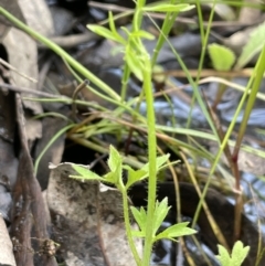 Ranunculus sessiliflorus var. sessiliflorus at Jerrabomberra, ACT - 21 Oct 2021