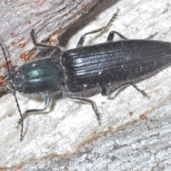 Crepidomenus fulgidus (Click beetle) at Namadgi National Park - 21 Oct 2021 by Harrisi