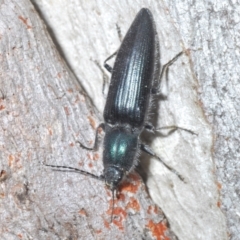 Crepidomenus fulgidus at Cotter River, ACT - 21 Oct 2021 03:06 PM