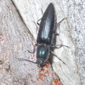 Crepidomenus fulgidus at Cotter River, ACT - 21 Oct 2021 03:06 PM