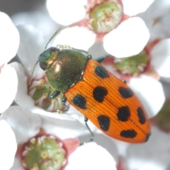 Castiarina octomaculata (A jewel beetle) at O'Connor, ACT - 22 Oct 2021 by Harrisi