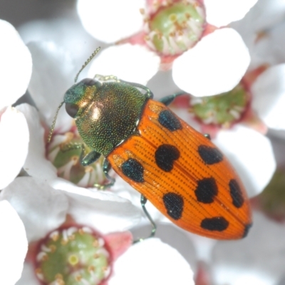 Castiarina octomaculata (A jewel beetle) at O'Connor, ACT - 22 Oct 2021 by Harrisi