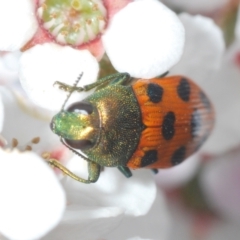 Castiarina octomaculata at O'Connor, ACT - 22 Oct 2021