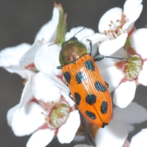 Castiarina octomaculata at O'Connor, ACT - 22 Oct 2021