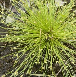 Isolepis cernua at Jerrabomberra, ACT - 21 Oct 2021