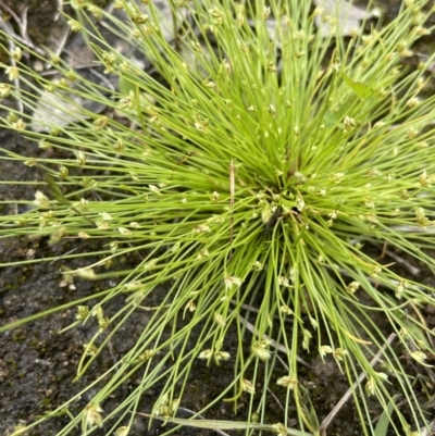 Isolepis cernua (Slender Clubrush) at Callum Brae - 21 Oct 2021 by JaneR