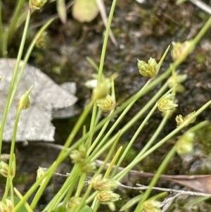 Isolepis cernua at Jerrabomberra, ACT - 21 Oct 2021