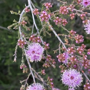 Kunzea parvifolia at Hackett, ACT - 21 Oct 2021 06:47 PM