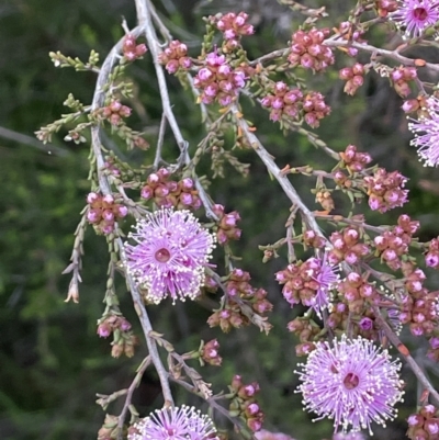 Kunzea parvifolia (Violet Kunzea) at Mount Majura - 21 Oct 2021 by JaneR