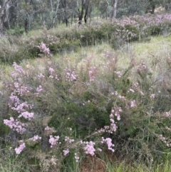 Kunzea parvifolia at Hackett, ACT - 21 Oct 2021