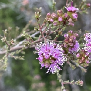 Kunzea parvifolia at Hackett, ACT - 21 Oct 2021 06:47 PM