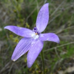 Glossodia major (Wax Lip Orchid) at Kambah, ACT - 22 Oct 2021 by MatthewFrawley