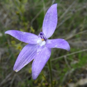 Glossodia major at Kambah, ACT - suppressed