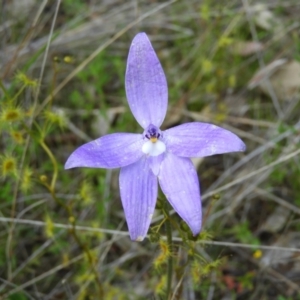 Glossodia major at Kambah, ACT - 22 Oct 2021