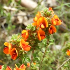 Pultenaea procumbens (Bush Pea) at Kambah, ACT - 22 Oct 2021 by MatthewFrawley