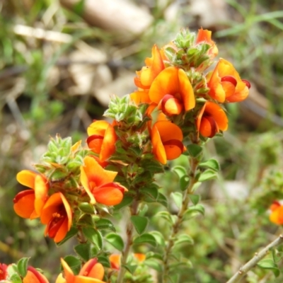 Pultenaea procumbens (Bush Pea) at Mount Taylor - 22 Oct 2021 by MatthewFrawley