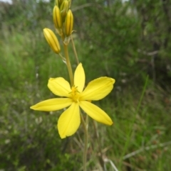 Bulbine bulbosa (Golden Lily, Bulbine Lily) at Kambah, ACT - 22 Oct 2021 by MatthewFrawley