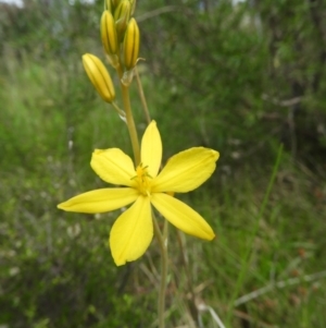 Bulbine bulbosa at Kambah, ACT - 22 Oct 2021 11:48 AM