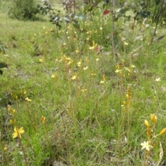 Bulbine bulbosa at Kambah, ACT - 22 Oct 2021 11:48 AM