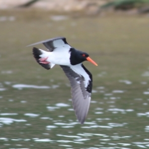 Haematopus longirostris at Boole Poole, VIC - 6 Sep 2019