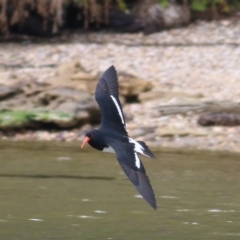 Haematopus longirostris at Boole Poole, VIC - 6 Sep 2019