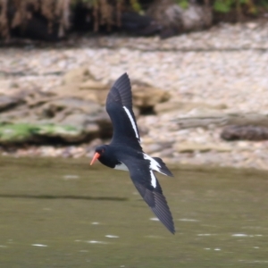 Haematopus longirostris at Boole Poole, VIC - suppressed