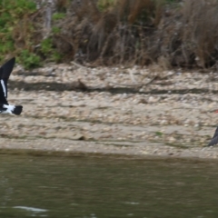 Haematopus longirostris at Boole Poole, VIC - suppressed