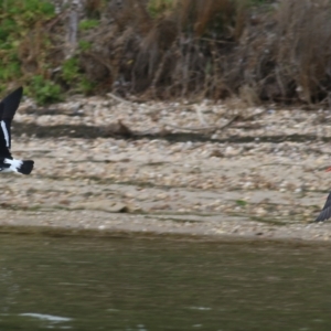 Haematopus longirostris at Boole Poole, VIC - 6 Sep 2019