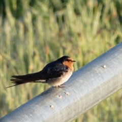 Hirundo neoxena (Welcome Swallow) at Sullivans Creek, Lyneham North - 22 Oct 2021 by RobertD