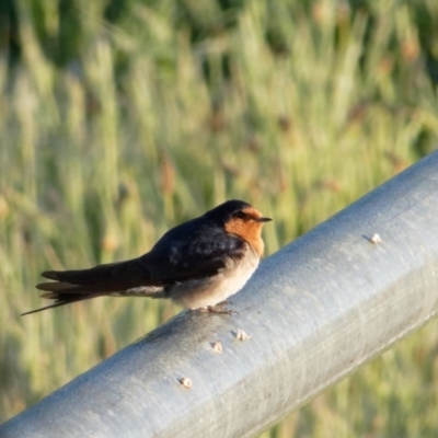 Hirundo neoxena (Welcome Swallow) at Sullivans Creek, Lyneham North - 22 Oct 2021 by RobertD