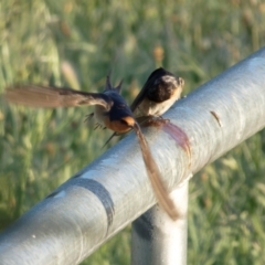 Hirundo neoxena at Lyneham, ACT - 23 Oct 2021 06:58 AM