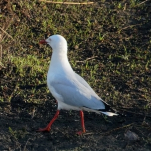 Chroicocephalus novaehollandiae at Lyneham, ACT - 23 Oct 2021 07:00 AM