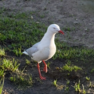 Chroicocephalus novaehollandiae at Lyneham, ACT - 23 Oct 2021