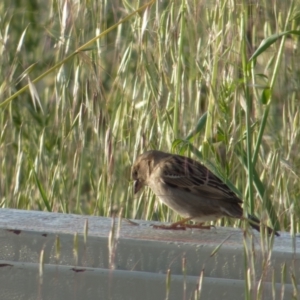 Passer domesticus at Lyneham, ACT - 23 Oct 2021 07:07 AM