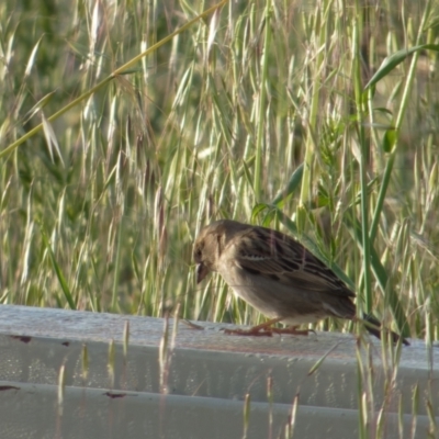 Passer domesticus (House Sparrow) at Lyneham, ACT - 23 Oct 2021 by RobertD