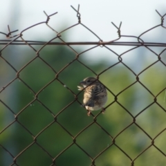 Passer domesticus at Lyneham, ACT - 23 Oct 2021 07:07 AM