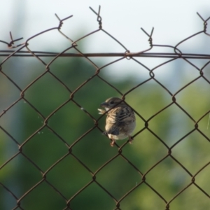 Passer domesticus at Lyneham, ACT - 23 Oct 2021