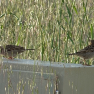 Passer domesticus at Lyneham, ACT - 23 Oct 2021