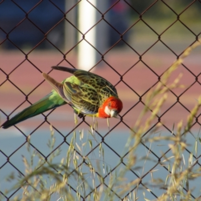 Platycercus eximius (Eastern Rosella) at Sullivans Creek, Lyneham North - 22 Oct 2021 by RobertD