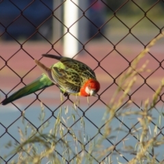 Platycercus eximius (Eastern Rosella) at Lyneham, ACT - 22 Oct 2021 by RobertD