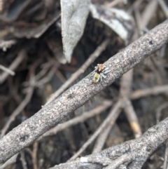 Maratus calcitrans (Kicking peacock spider) at Michelago, NSW - 20 Oct 2021 by mainsprite