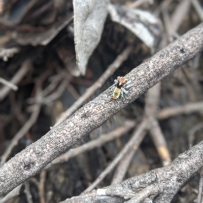 Maratus calcitrans (Kicking peacock spider) at Michelago, NSW - 21 Oct 2021 by mainsprite