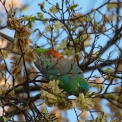 Psephotus haematonotus (Red-rumped Parrot) at Sullivans Creek, Lyneham North - 22 Oct 2021 by RobertD