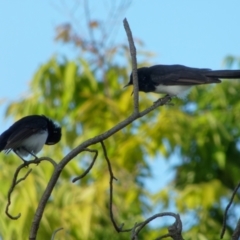 Rhipidura leucophrys (Willie Wagtail) at Sullivans Creek, Lyneham North - 22 Oct 2021 by RobertD