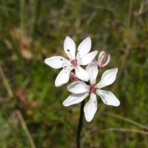 Burchardia umbellata at Kambah, ACT - 22 Oct 2021 11:50 AM