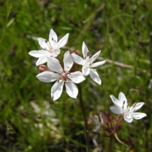 Burchardia umbellata at Kambah, ACT - 22 Oct 2021 11:50 AM